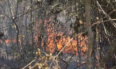 Nuevo incendio azota a los bosques de Mantua en Pinar del Río