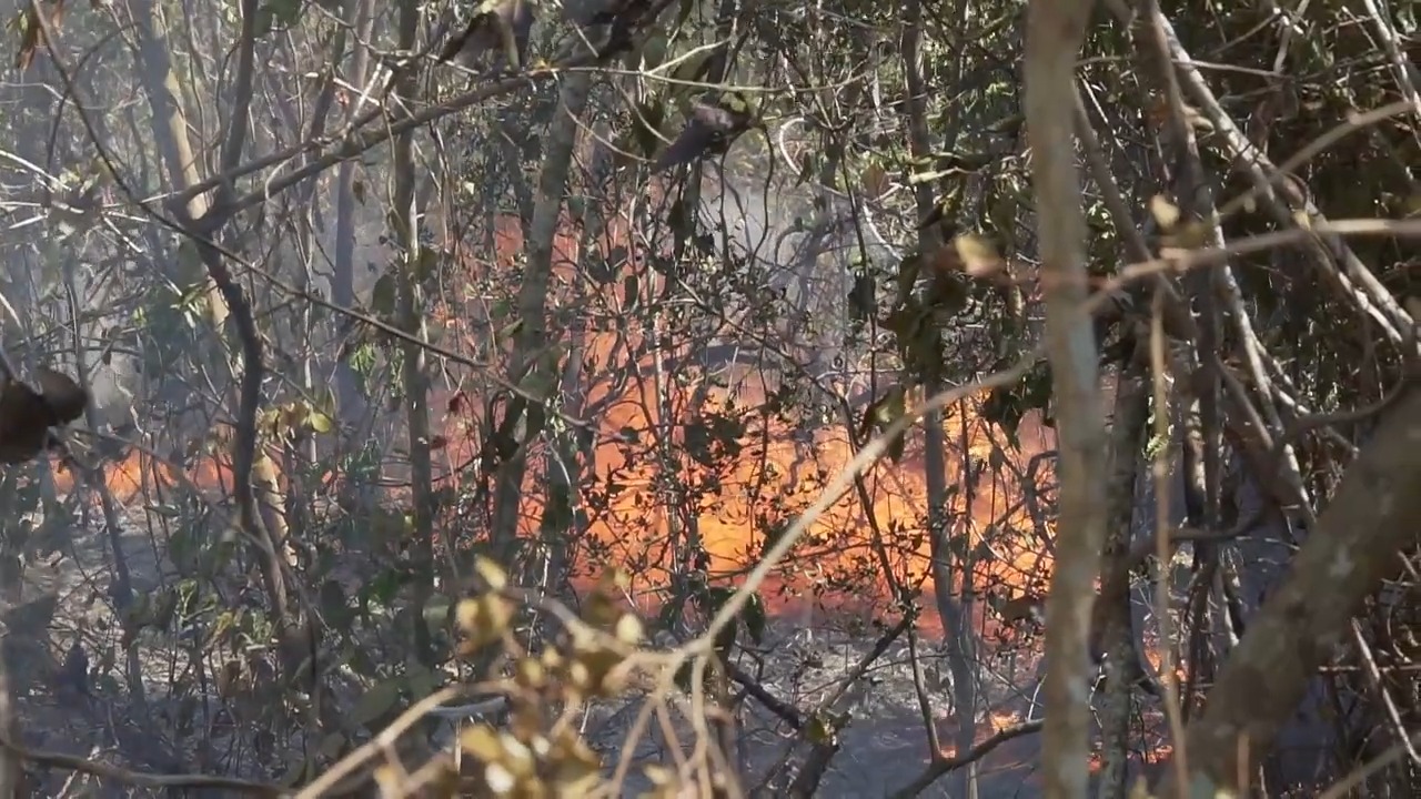 Nuevo incendio azota a los bosques de Mantua en Pinar del Río