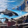 Orcas famosas del mundo Willy Keiko Lolita Shamu Tilikum (1)