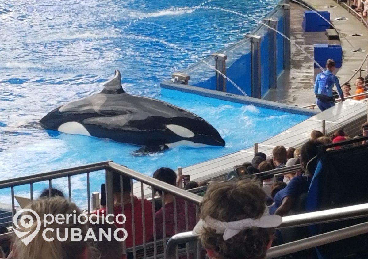 Orcas famosas del mundo Willy Keiko Lolita Shamu Tilikum (1)