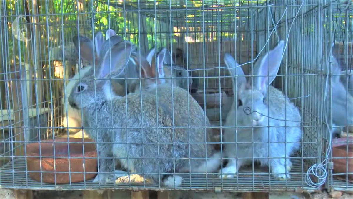 Cria de conejos en Cuba