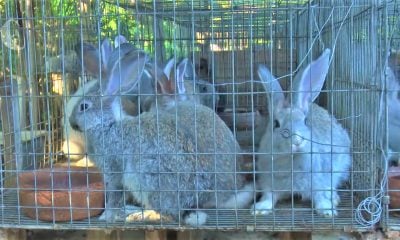 Cria de conejos en Cuba