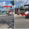 Escasez de gasolina en Cuba obliga a novios a utilizar un coche de caballos para ir a su boda (2)