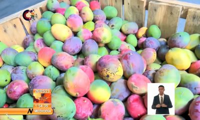 Inicia en junio la exportación de 20 toneladas de mangos cubanos a Rusia