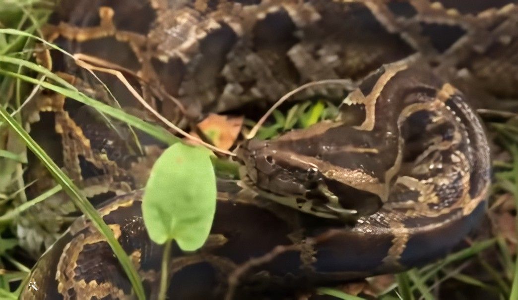 Inician las inscripciones para la cacería anual de pitones birmanas en Florida