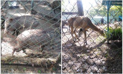 Animales fallecen en el zoológico de Camagüey debido a las intensas lluvias