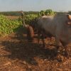 Campesinos se quejan de la inseguridad en Cuba “Vienen los bandoleros, anoche casi me matan”