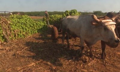 Campesinos se quejan de la inseguridad en Cuba “Vienen los bandoleros, anoche casi me matan”