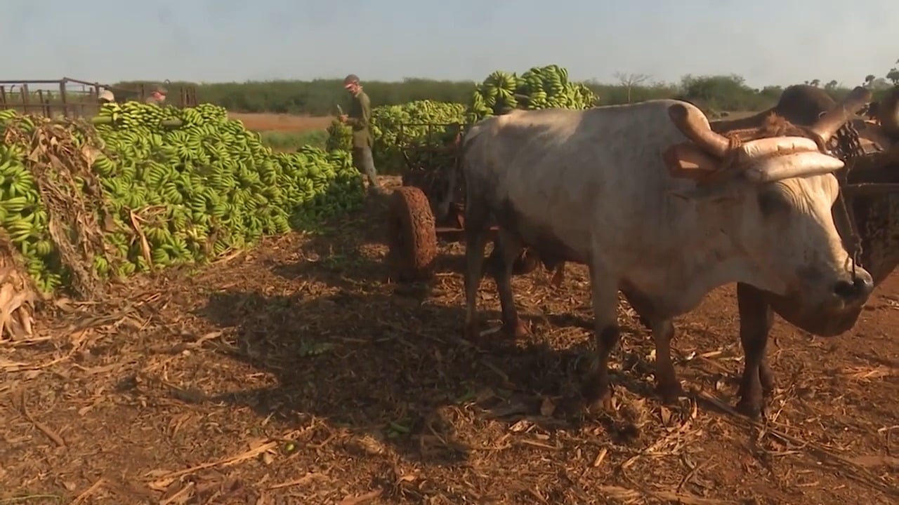 Campesinos se quejan de la inseguridad en Cuba “Vienen los bandoleros, anoche casi me matan”