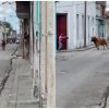 Escape de un toro desata temor y sorpresa en las calles de Sancti Spíritus (2)