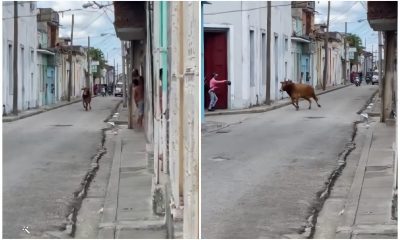 Escape de un toro desata temor y sorpresa en las calles de Sancti Spíritus (2)