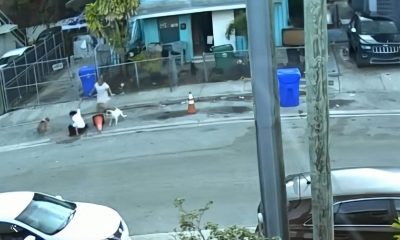 Hablan los dueños de los perros que atacaron a una mujer en La pequeña Habana (2)