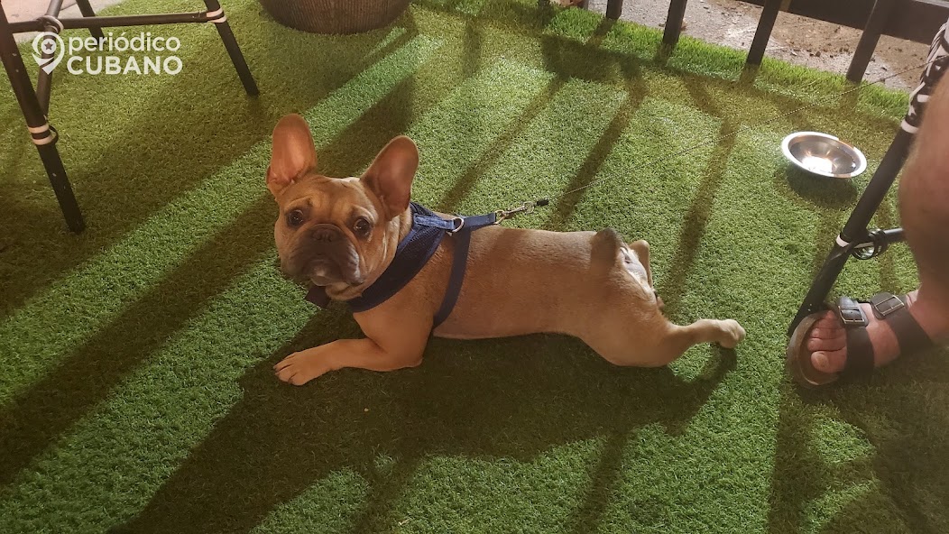 Policía de Hialeah arresta a hombre acusado de robar un bulldog francés en Kendall