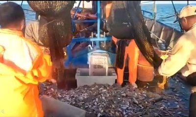 Aparecieron los peces en Cuba Ciego de Ávila exporta 94 toneladas de camarones