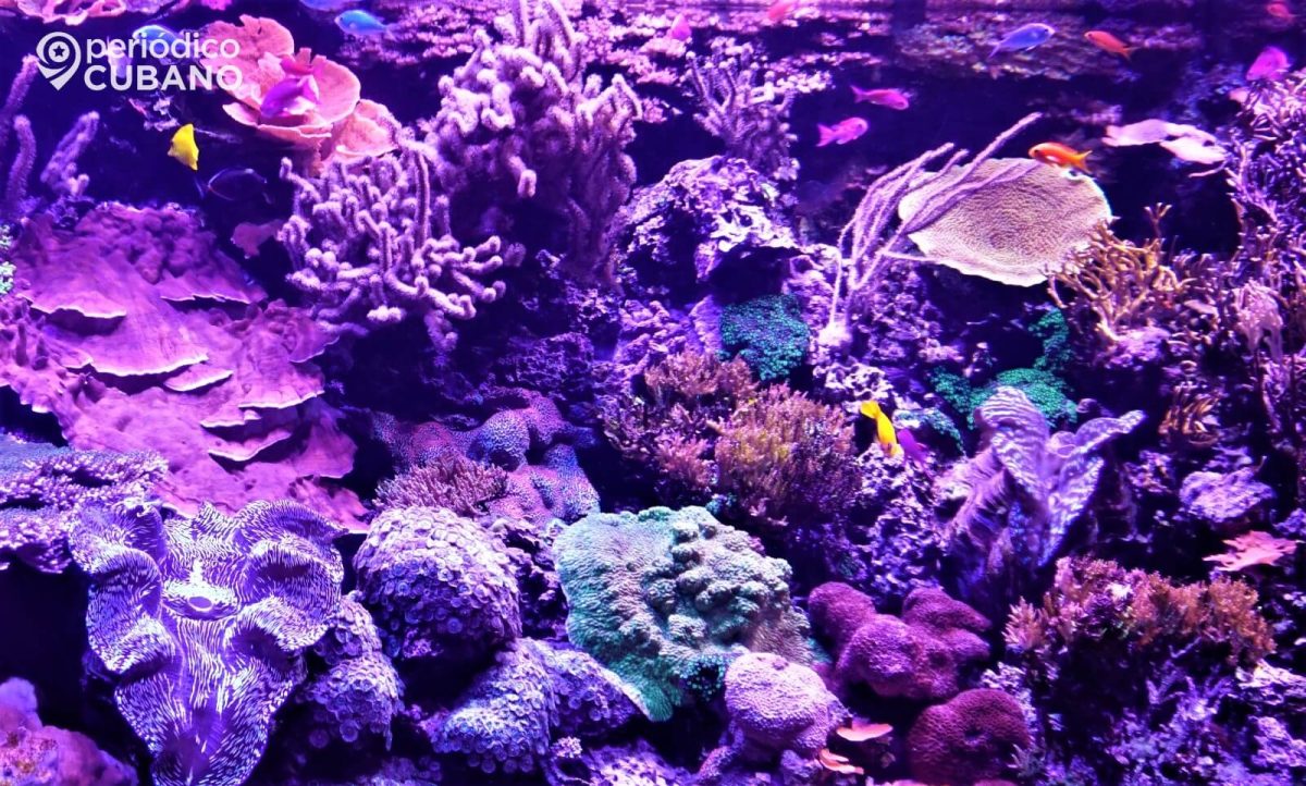 Coral marino Cuba