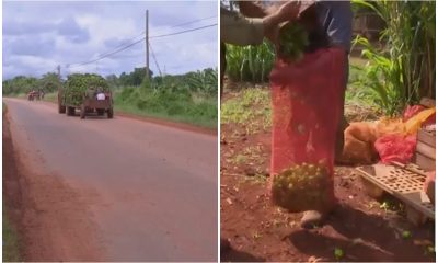 Inspectores de Artemisa decomisan cervezas y productos del agro para venderlos ellos mismos