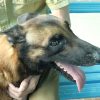 Minint entrega medalla a un perro pastor belga por resolver un homicidio y ocho robos