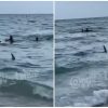 Momento de pánico en Miami Beach_ tiburón sorprende a bañistas en la orilla