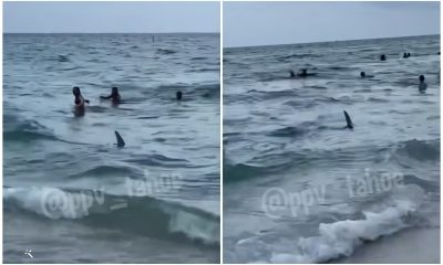 Momento de pánico en Miami Beach_ tiburón sorprende a bañistas en la orilla