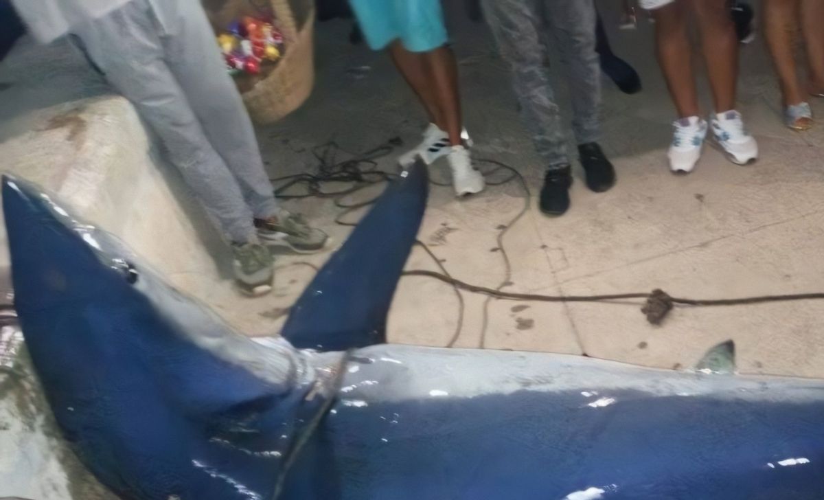 Pescan tiburón azul en el Malecón habanero Cuba