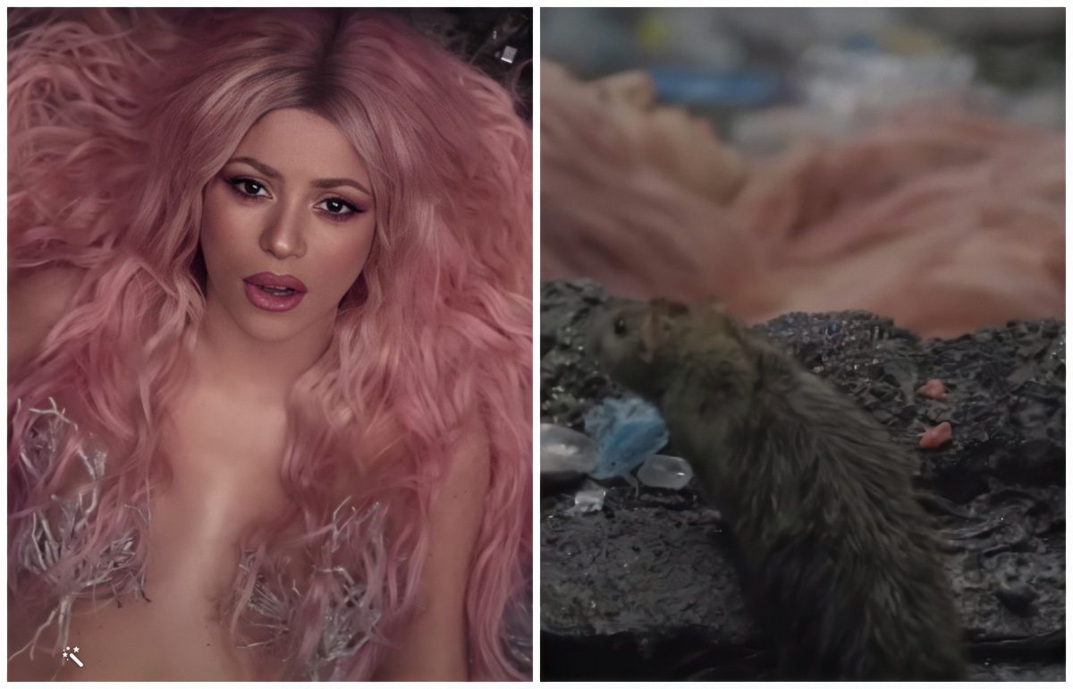 Shakira-rata-