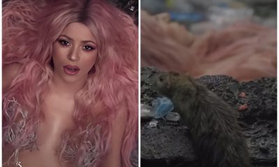 Shakira-rata-