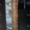 Tuberías de frigorífico 401 Habana del Este (2)