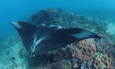 Bañista de Florida sufre sorprendente y peligrosa picadura de mantarraya 3