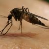 En Florida se registran casos de dengue importados desde Cuba