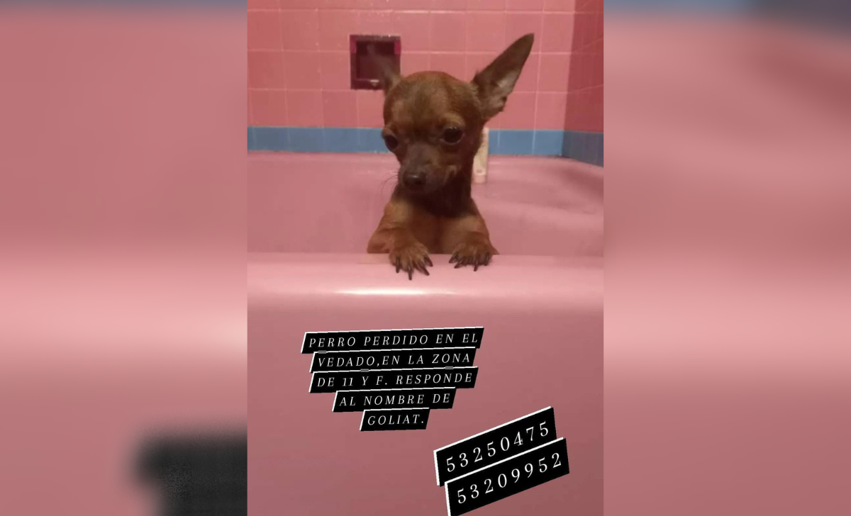 Familia de espía René González da 20 mil CUP de recompensa para encontrar a su perro Chihuahua