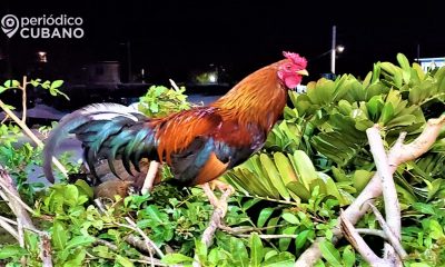 Gallos en Cuba entre la tradición y el clandestinaje