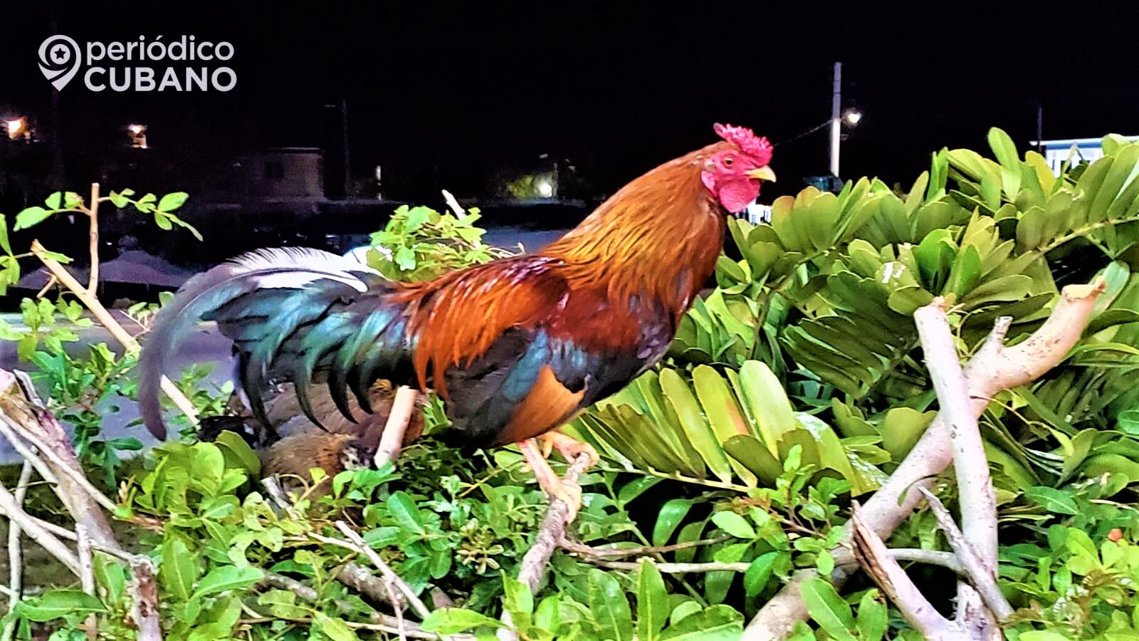 Gallos en Cuba entre la tradición y el clandestinaje