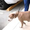 Perrita rescatada en Miami luego de recibir un disparo en la cabeza