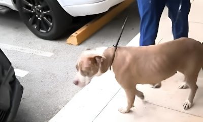 Perrita rescatada en Miami luego de recibir un disparo en la cabeza