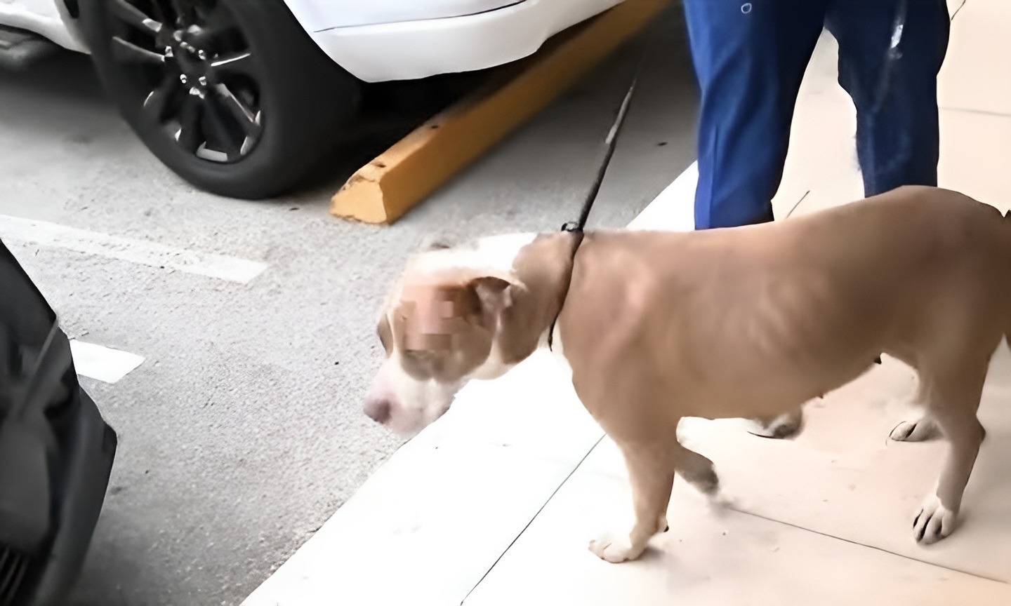 Perrita rescatada en Miami luego de recibir un disparo en la cabeza