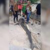 Pescadores capturan a un enorme tiburón tigre en la Bahía de Matanzas