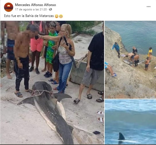 Pescadores capturan a un enorme tiburón tigre en la Bahía de Matanzas 3