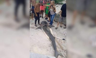 Pescadores capturan a un enorme tiburón tigre en la Bahía de Matanzas