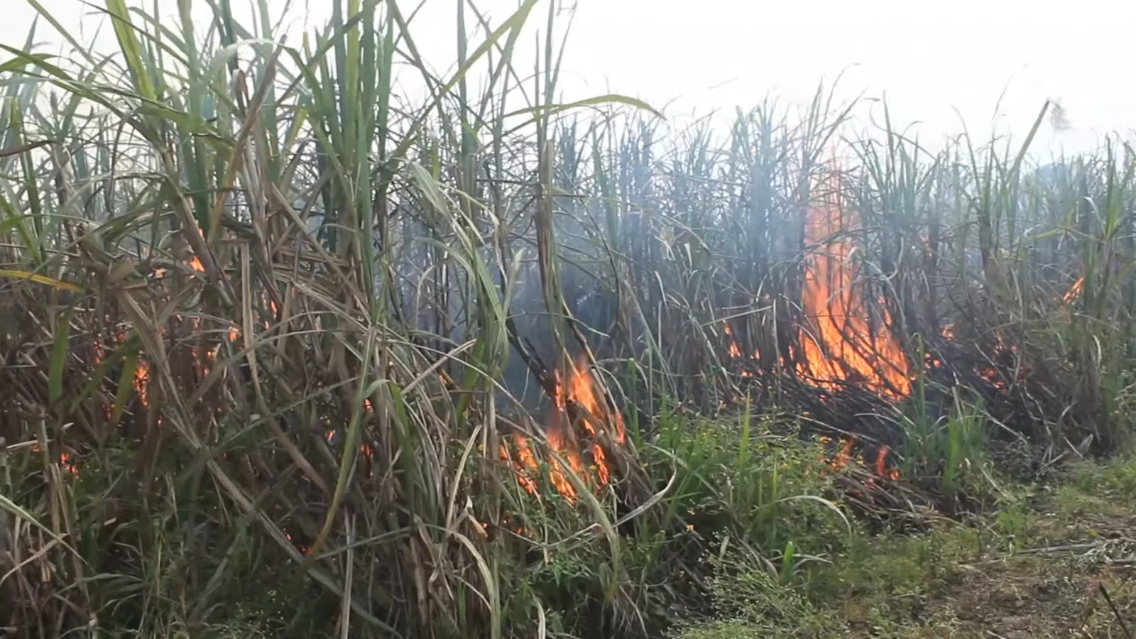 Sancionan con 15 años de cárcel a autor de incendio de cañaverales en Santi Spíritus