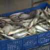 Sardinas intoxicadas provoca muertes de gatos en la ciudad de Matanzas