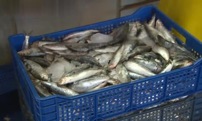 Sardinas intoxicadas provoca muertes de gatos en la ciudad de Matanzas