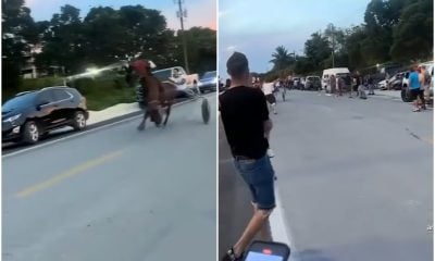 ¡Insólito! Cubanos hacen carreras de caballo en “arañas” por las calles de Miami