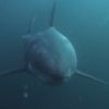 Pescadores de Matanzas capturan a enorme tiburón cañabota gris