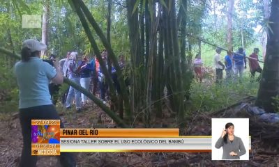 Pinareños emplean bambú para hacer carbón ¿dónde está el marabú