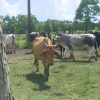 Sacrificio ilegal de ganado mayor en Cuba