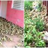 ¡Invasión gigante de cangrejos en Caibarién! Los crustáceos tomaron las casas