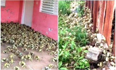 ¡Invasión gigante de cangrejos en Caibarién! Los crustáceos tomaron las casas