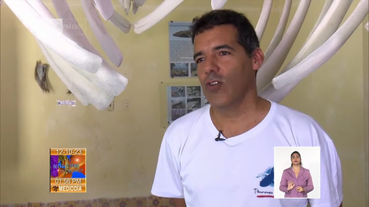 Científicos cubanos logran preservar el esqueleto de una ballena (2)