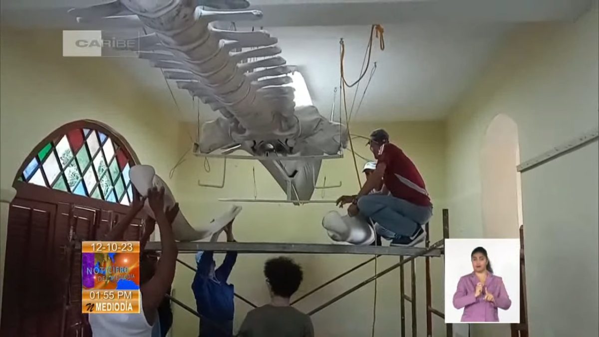 Científicos cubanos logran preservar el esqueleto de una ballena (4)
