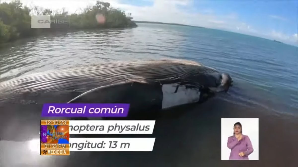 Científicos cubanos logran preservar el esqueleto de una ballena (5)
